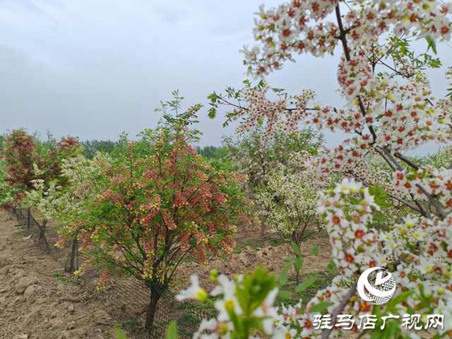 平輿縣高楊店鎮(zhèn)：文冠果變搖錢樹 特色產(chǎn)業(yè)綻芬芳