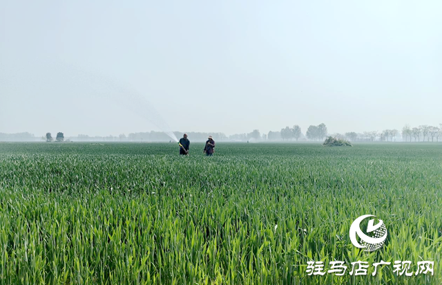 驛城區(qū)沙河店鎮(zhèn)：干群聯(lián)動(dòng)保春管 科學(xué)澆水護(hù)糧安全