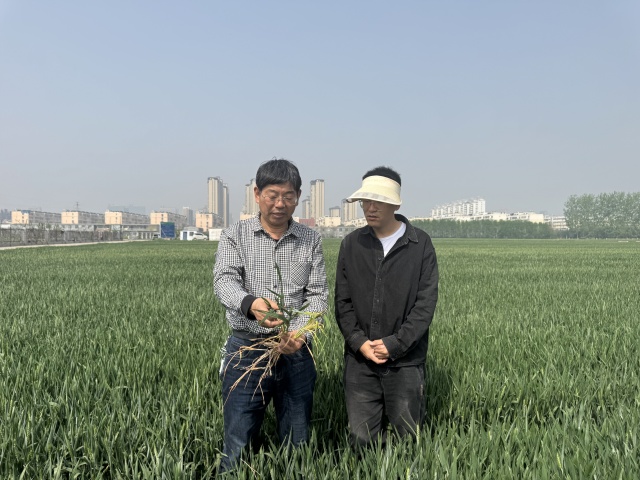 農(nóng)業(yè)專家支招小麥田間管理 及時補水補肥保豐收