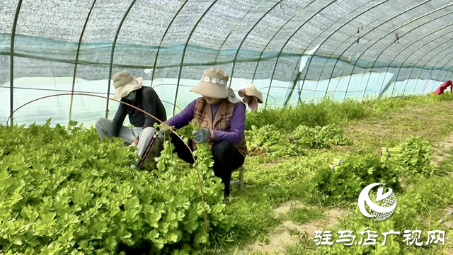 正陽縣新阮店鄉(xiāng)萬馬村：有機果蔬種植激活鄉(xiāng)村振興“新引擎”
