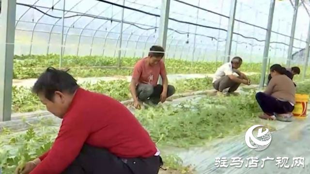 正陽縣新阮店鄉(xiāng)萬馬村：有機果蔬種植激活鄉(xiāng)村振興“新引擎”