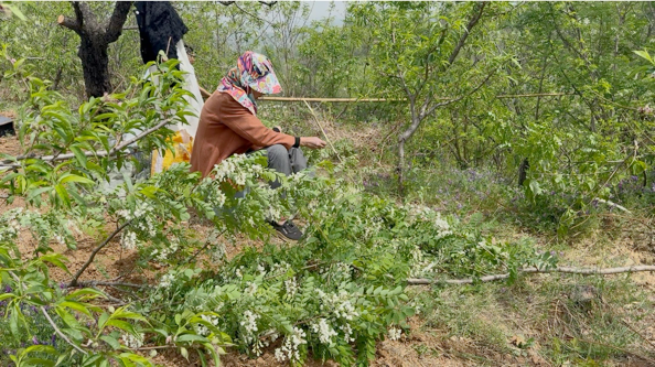 槐花雖美味 采摘要文明