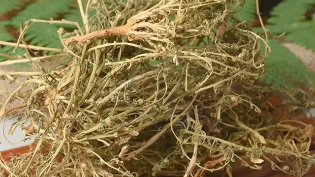 天中道地藥材——百蕊草
