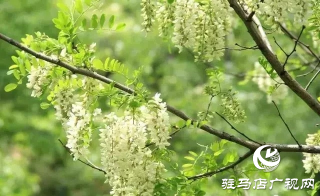 泌陽老鷹山：四季美如油畫