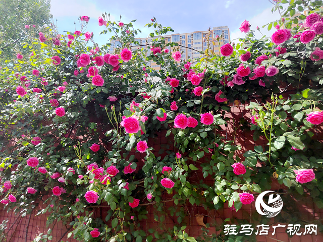 駐馬店：薔薇盛放 邂逅春日浪漫