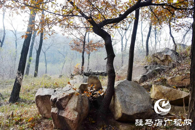泌陽老鷹山：四季美如油畫