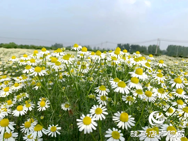 泌陽縣王店鎮(zhèn)第九屆“芳香游”即將啟幕 千畝花海邀客共赴春日盛宴