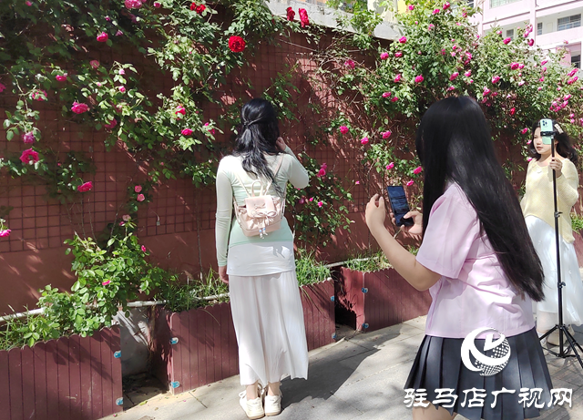 駐馬店：薔薇盛放 邂逅春日浪漫
