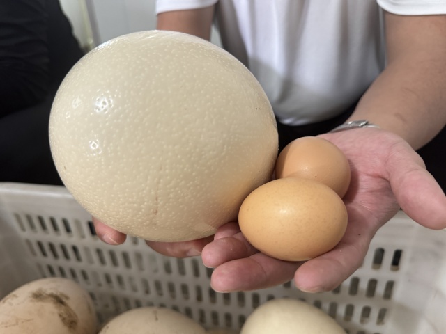 鴕鳥(niǎo)養(yǎng)殖：特色產(chǎn)業(yè)助振興