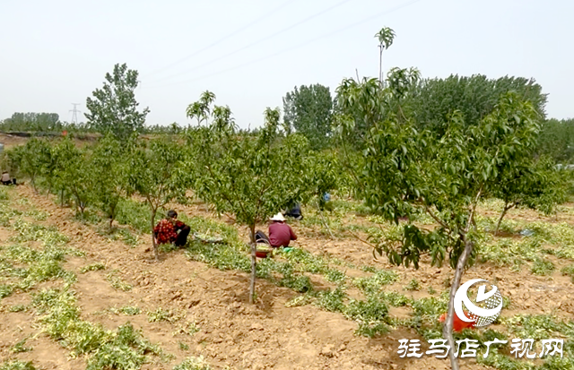 驛城區(qū)胡廟鄉(xiāng)：特色農(nóng)業(yè)奏響“豐收曲”