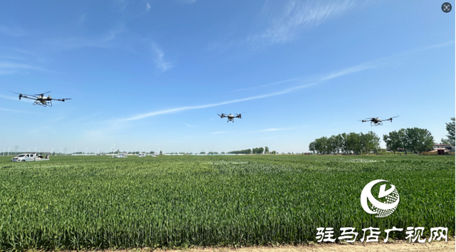 中原農(nóng)險駐馬店市分公司：冬小麥“一噴三防”飛防作業(yè) 護(hù)航夏糧豐產(chǎn)豐收?