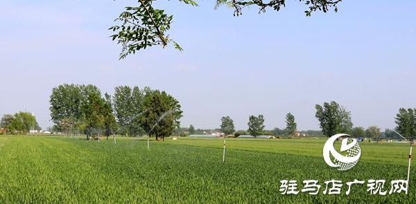 平輿縣廟灣鎮(zhèn)聯(lián)合牧原企業(yè)迅速行動(dòng)攜手抗旱保耕
