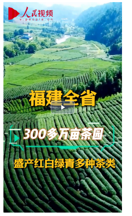 何以中國(guó)｜習(xí)近平的閩茶緣