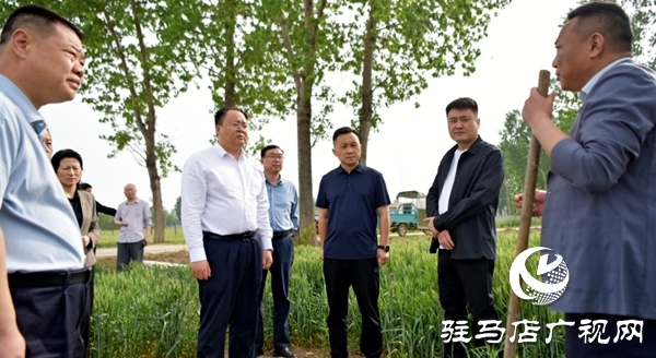 平輿縣委副書記、縣長(zhǎng)李磊調(diào)研抗旱及“一噴三防”、病蟲害防治工作