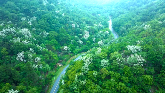 【大美天中】雨中流蘇綻放老樂山 如雪似瀑引游人沉醉
