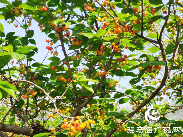 驛城區(qū)胡廟鄉(xiāng)：櫻桃映紅振興路 農(nóng)旅融合繪新篇