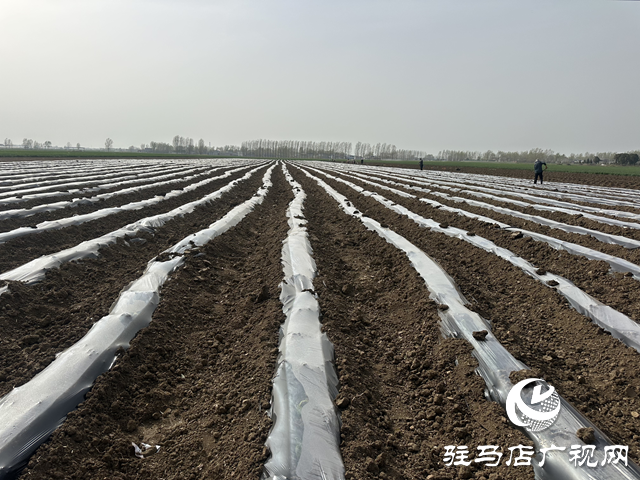 泌陽(yáng)縣圓滿完成2025年度煙葉大田移栽工作