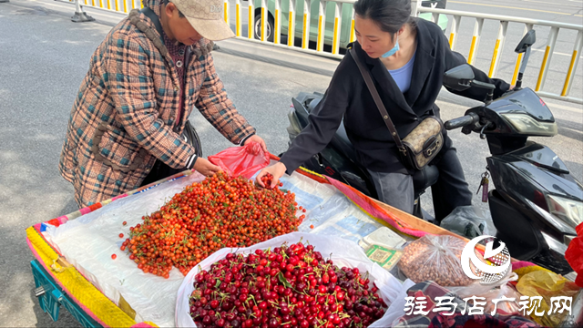 本地櫻桃搶“鮮”上市 價(jià)格親民受市民熱捧