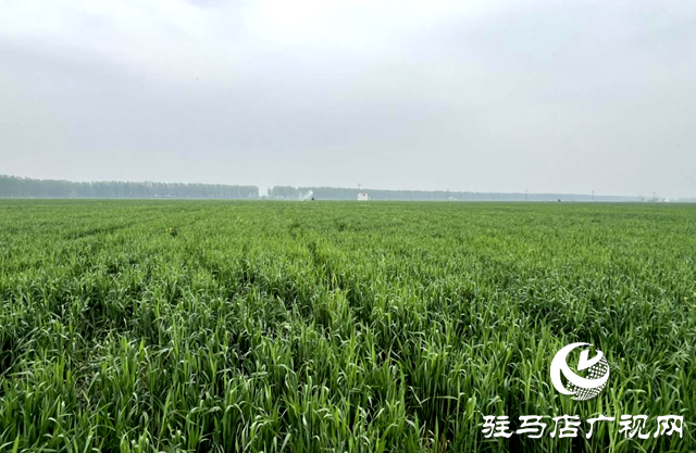 上蔡新農(nóng)人林卡：黑小麥磨出金色未來(lái) 打造綠色產(chǎn)業(yè)鏈助農(nóng)奔小康