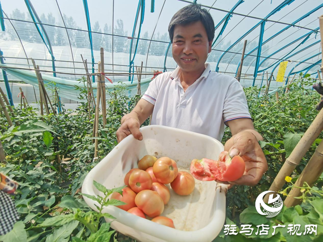 駐馬店市驛城區(qū)：番茄喜豐收 映“紅”致富路