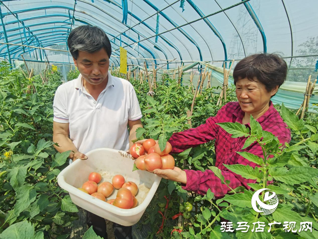 駐馬店市驛城區(qū)：番茄喜豐收 映“紅”致富路