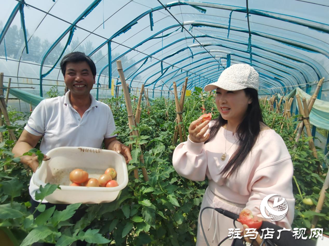 駐馬店市驛城區(qū)：番茄喜豐收 映“紅”致富路