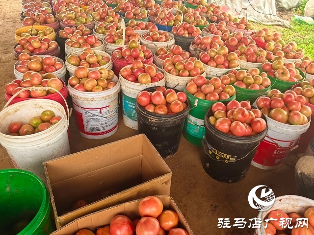 新蔡縣頓崗鄉(xiāng)：人大代表心系群眾，沙瓤番茄鋪就致富路
