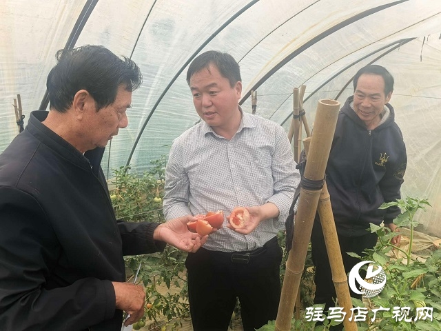 新蔡縣頓崗鄉(xiāng)：人大代表心系群眾，沙瓤番茄鋪就致富路
