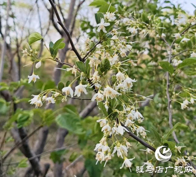 確山縣兩部門聯(lián)合發(fā)布“野茉莉群司法保護令”