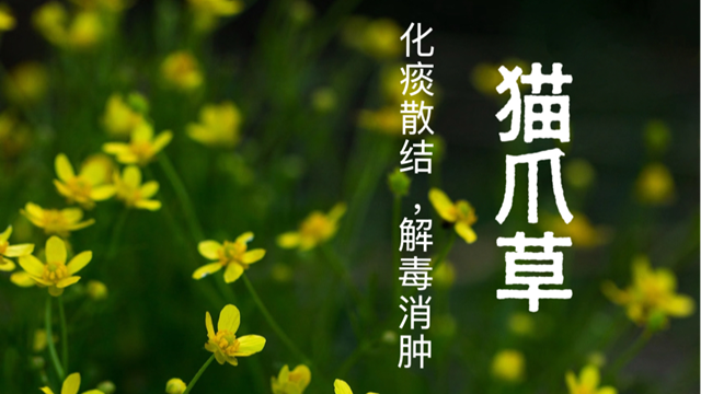 天中道地藥材——貓爪草