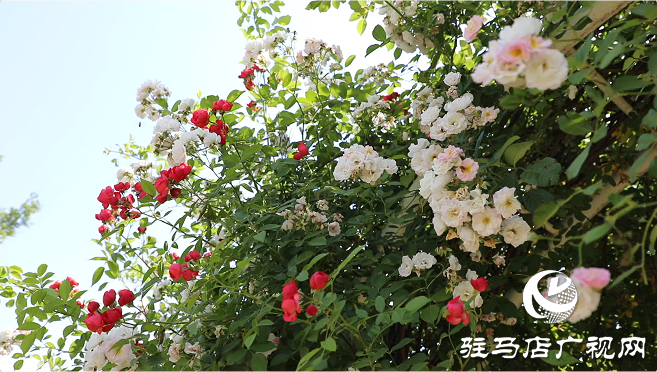 初夏：描繪時光的溫柔畫卷