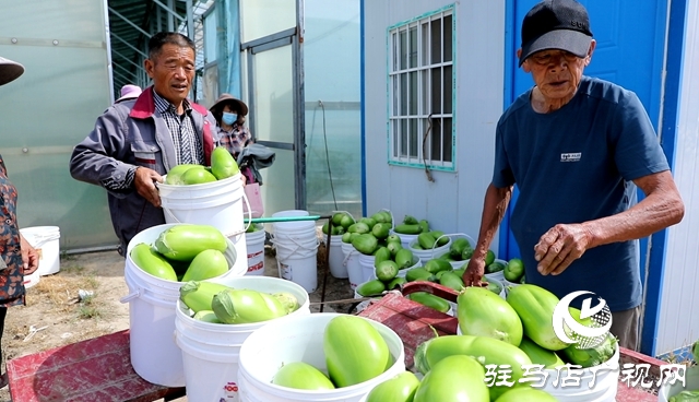 正陽縣熊寨鎮(zhèn)王樓村：大棚蔬菜多點開花 鄉(xiāng)村振興勢能強勁
