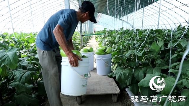 正陽縣熊寨鎮(zhèn)王樓村：大棚蔬菜多點開花 鄉(xiāng)村振興勢能強勁