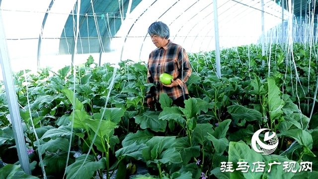 正陽縣熊寨鎮(zhèn)王樓村：大棚蔬菜多點開花 鄉(xiāng)村振興勢能強勁
