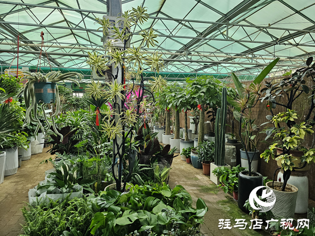 “五一”假期 花卉市場銷售旺
