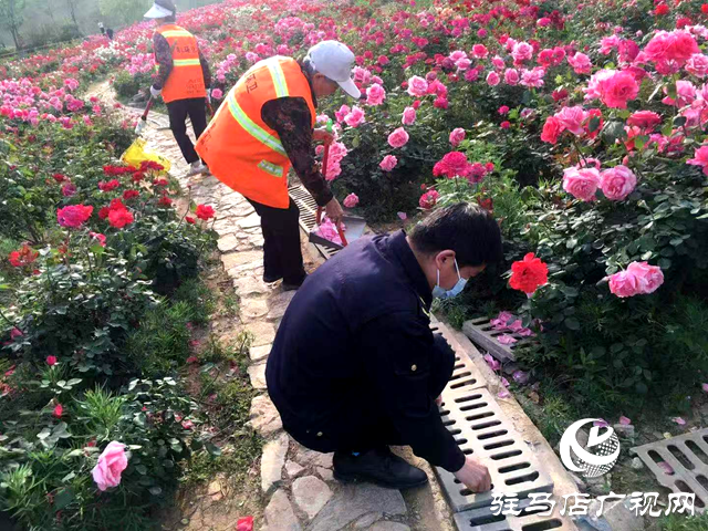 綠意蔥蘢花滿城！確山縣住建局精心打造“城市大花園”