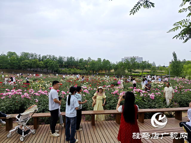 綠意蔥蘢花滿城！確山縣住建局精心打造“城市大花園”