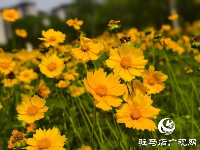 駐馬店練江河畔：金菊怒放 金色花海醉游人