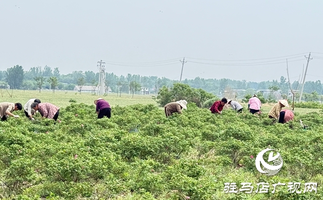 泌陽縣雙廟鄉(xiāng)：花開付洼香滿園 鄉(xiāng)村振興煥新顏