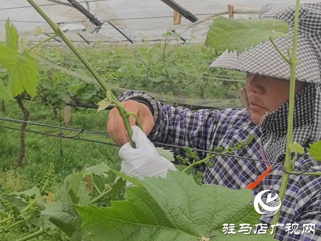 確山縣雙河鎮(zhèn)陳店村：百畝葡萄園管護忙