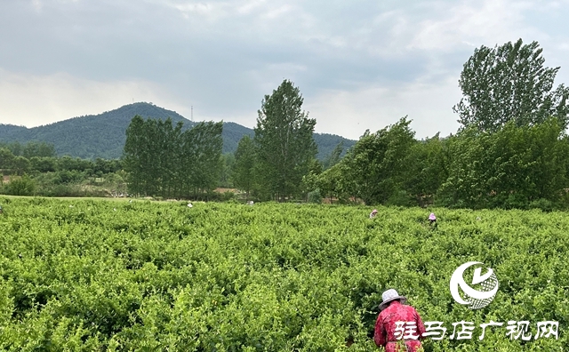 泌陽(yáng)縣盤古鄉(xiāng)：小小金銀花 致富大產(chǎn)業(yè)