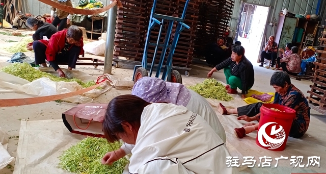 泌陽(yáng)縣盤古鄉(xiāng)：小小金銀花 致富大產(chǎn)業(yè)