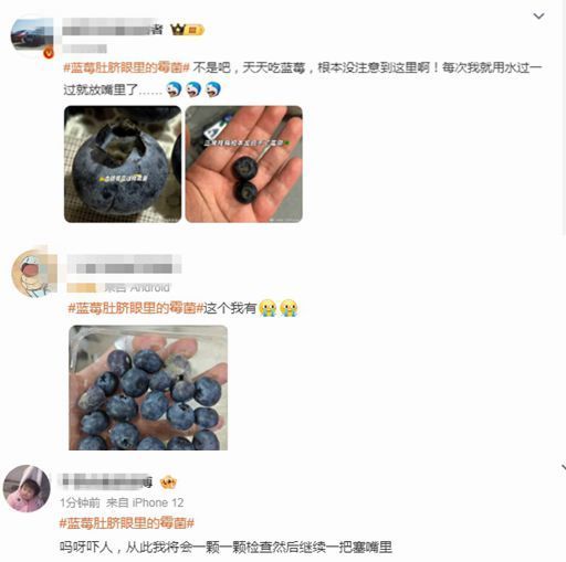 藍莓這個地方容易滋生霉菌 吃前別忘給它“掏耳朵”