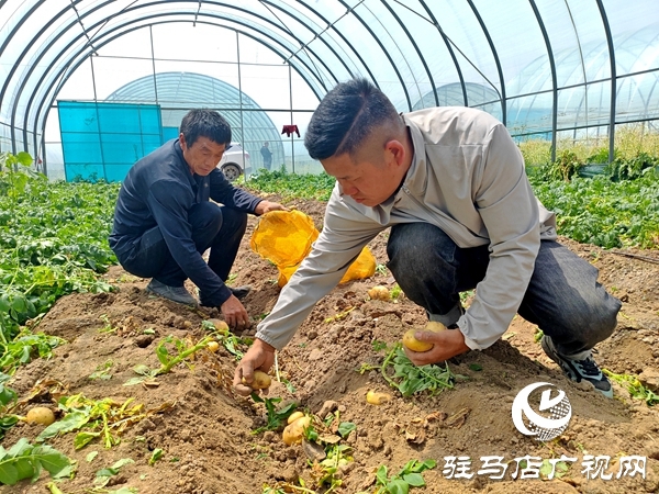 平輿縣黃寨村：春土豆變身“小金豆” 產(chǎn)業(yè)鏈升級鋪就致富路