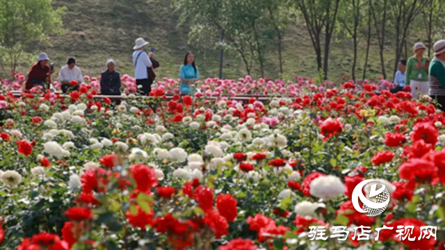 確山縣：盤龍山公園月季花盛放 游客爭(zhēng)相打卡賞花