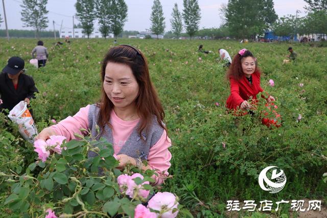 正陽(yáng)縣第二屆玫瑰采摘節(jié)暨“四季村晚”夏季省級(jí)示范點(diǎn)展演活動(dòng)舉行