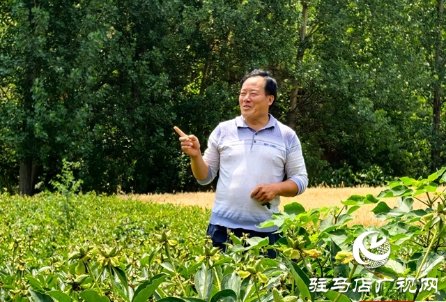 泌陽(yáng)縣黃山口鄉(xiāng)：一株草藥繪就富民產(chǎn)業(yè)新圖景
