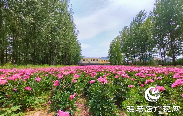 泌陽(yáng)縣黃山口鄉(xiāng)：一株草藥繪就富民產(chǎn)業(yè)新圖景