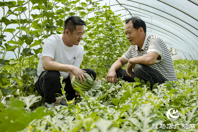 正陽(yáng)縣清源街道：西瓜即將成熟上市 奏響夏日“甜蜜曲”