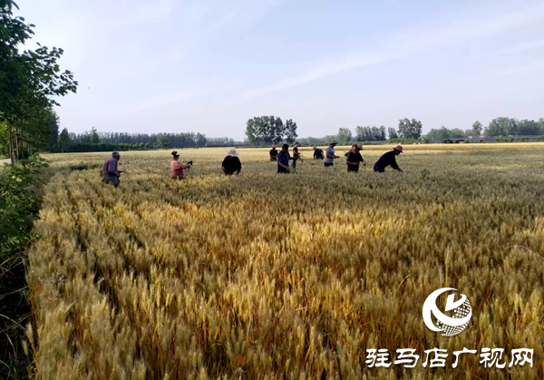 平輿縣李屯鎮(zhèn)積極開展多花黑麥草防治工作保障夏糧豐收